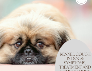Dog with kennel cough - symptoms, home support and treatment