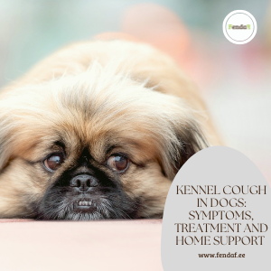 Dog with kennel cough - symptoms, home support and treatment