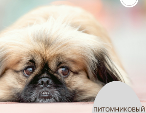Собака с питомниковым кашлем - симптомы, домашняя поддержка и лечение