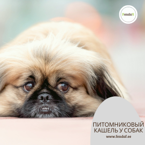 Собака с питомниковым кашлем - симптомы, домашняя поддержка и лечение