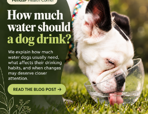 how much water should a dog drink