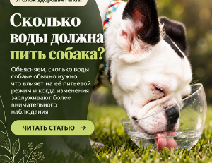 сколько воды должна пить собака