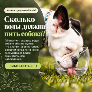 сколько воды должна пить собака