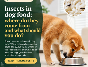 Insects in dog food: where do they come from and what to do?