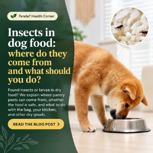 Insects in dog food: where do they come from and what to do?