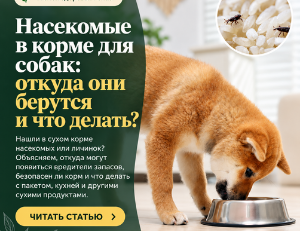 Насекомые в корме для собак: откуда они и что делать?