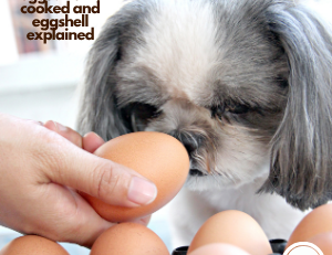 Can dogs eat eggs? Raw, cooked and eggshell explained