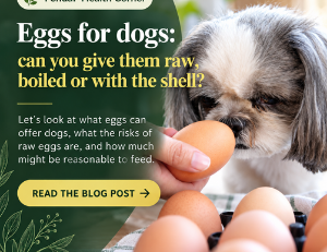 eggs for dogs: safe or not