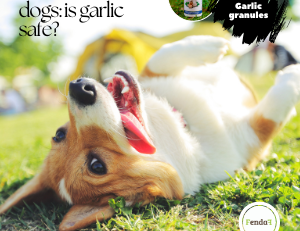 Garlic for dogs - benefits, risks and dosage