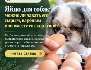 Можно ли собаке яйца? Сырые, варёные и скорлупа
