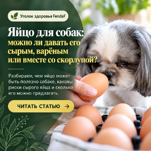Можно ли собаке яйца? Сырые, варёные и скорлупа