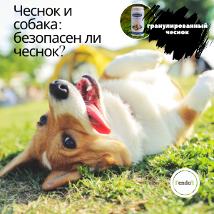 Чеснок для собак - польза, риски и дозировка