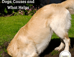 Anal glands in dogs - causes, symptoms and support