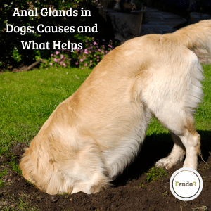 Anal glands in dogs - causes, symptoms and support