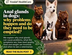 Anal glands in dogs
