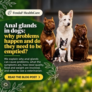 Anal glands in dogs