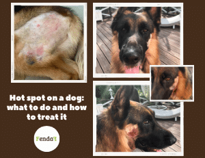 Hot spot on a dog - acute moist dermatitis, treatment and prevention