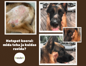 Hotspot koeral - äge niiske dermatiit, ravi ja ennetamine