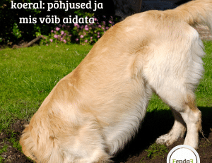 Pärakupaunad koeral - põhjused ja mis võib aidata