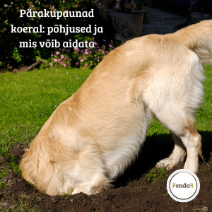 Pärakupaunad koeral - põhjused ja mis võib aidata
