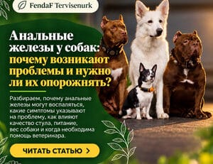 Параанальные железы у собак