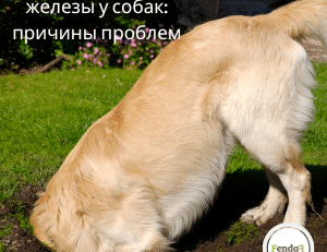 Параанальные железы у собак - причины, симптомы и поддержка