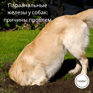 Параанальные железы у собак - причины, симптомы и поддержка