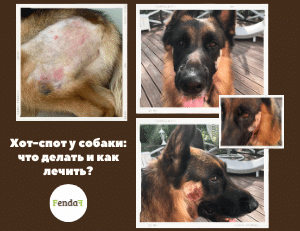 Хот-спот у собаки - острый мокнущий дерматит, лечение и профилактика