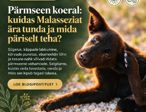 Pärmseen koeral: koer sügeleb, lakub käppasid või kõrvad lõhnavad?