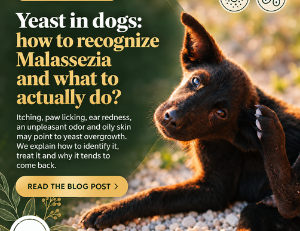 Yeast Infection in Dogs: Symptoms, Causes and Treatment