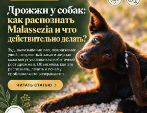 Дрожжевая инфекция у собак: симптомы, причины и лечение