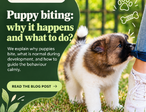 Puppy biting: why does it happen and what should you do?