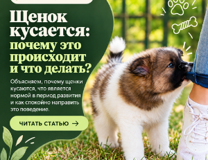 Щенок кусается: почему и что делать?