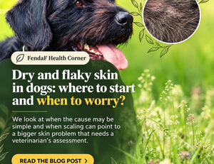 Black dog outdoors with a close-up inset of flaky skin; English heading about dry and flaky skin in dogs.
