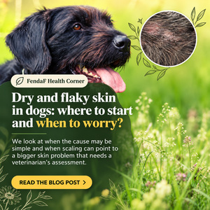 Black dog outdoors with a close-up inset of flaky skin; English heading about dry and flaky skin in dogs.