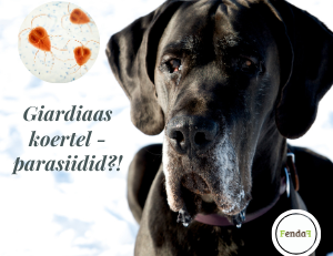 Giardiaas koeral - sümptomid, ravi ja kodune tugi.