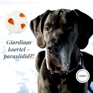 Giardiaas koeral - sümptomid, ravi ja kodune tugi.