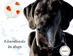 Giardiasis in dogs - symptoms, treatment and home support