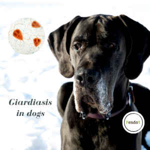 Giardiasis in dogs - symptoms, treatment and home support