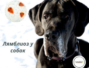 Лямблиоз у собак - симптомы, лечение и домашняя поддержка