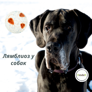 Лямблиоз у собак - симптомы, лечение и домашняя поддержка