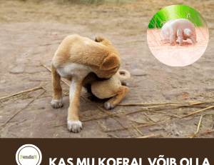 Kärntõbi koeral - sümptomid, nakatumine ja ravi