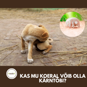 Kärntõbi koeral - sümptomid, nakatumine ja ravi