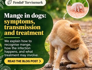 Sarcoptic Mange in Dogs: Symptoms, Transmission and Treatment