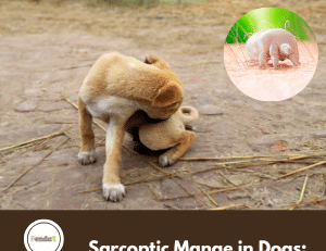 Sarcoptic mange in dogs - symptoms, transmission and treatment