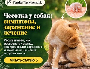 Саркоптоз у собак: симптомы, заражение и лечение