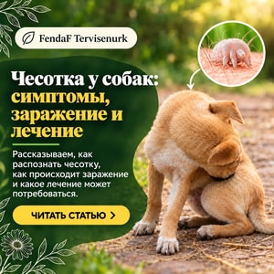 Саркоптоз у собак: симптомы, заражение и лечение