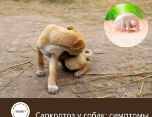 Саркоптоз у собак - симптомы, заражение и лечение