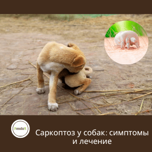 Саркоптоз у собак - симптомы, заражение и лечение