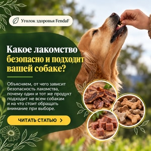 Какое лакомство безопасно и подходит вашей собаке?